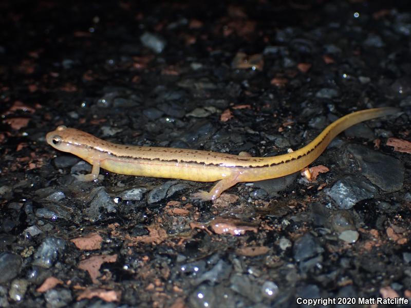 Northern Two-lined Salamander (Eurycea bislineata)