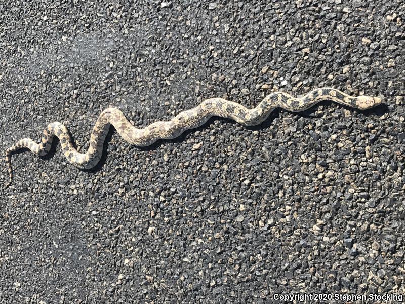 Great Basin Gopher Snake (Pituophis catenifer deserticola)