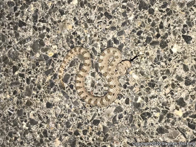 Mojave Desert Sidewinder (Crotalus cerastes cerastes)