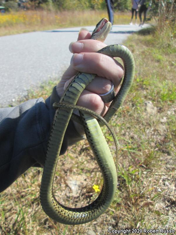 Eastern Gartersnake (Thamnophis sirtalis sirtalis)