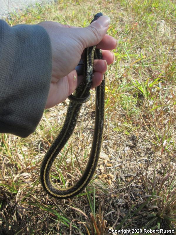 Eastern Gartersnake (Thamnophis sirtalis sirtalis)