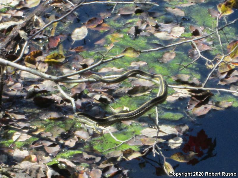 Eastern Gartersnake (Thamnophis sirtalis sirtalis)