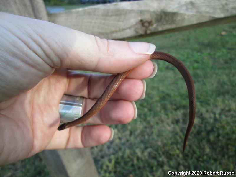 Red-bellied Snake (Storeria occipitomaculata)