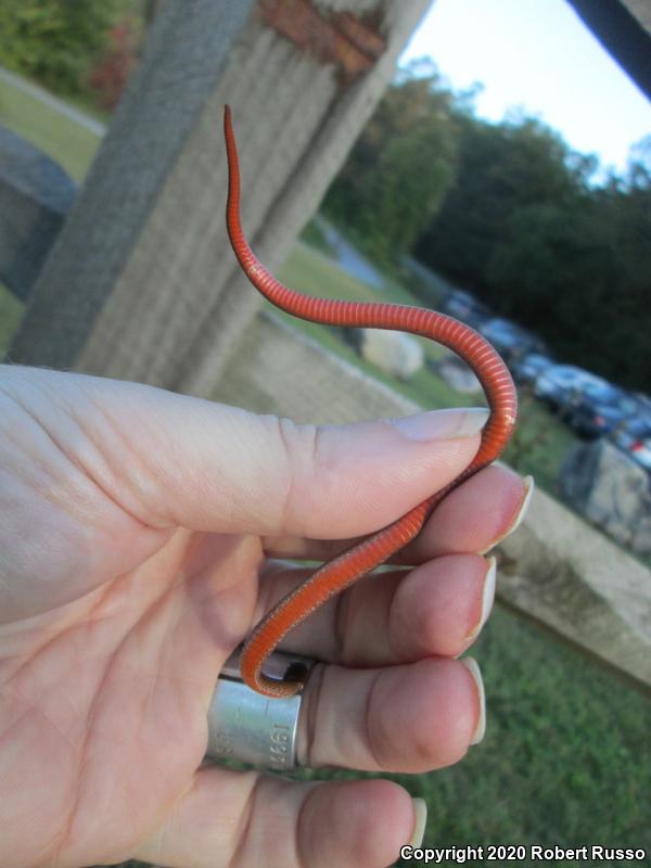 Red-bellied Snake (Storeria occipitomaculata)