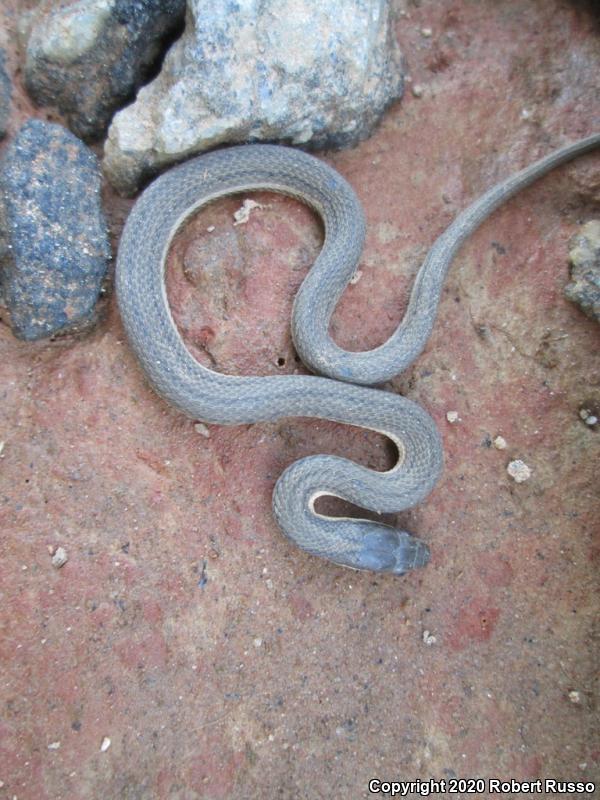 Queensnake (Regina septemvittata)