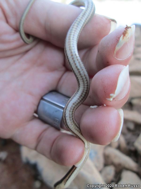 Queensnake (Regina septemvittata)