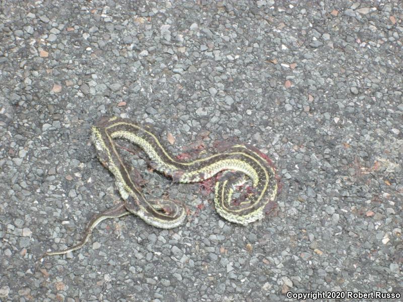 Eastern Gartersnake (Thamnophis sirtalis sirtalis)