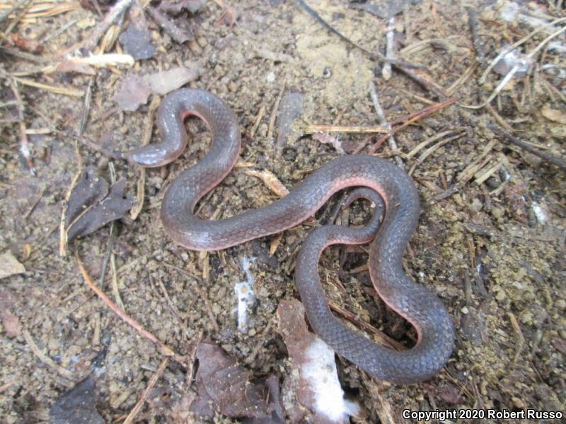 Eastern Wormsnake (Carphophis amoenus)