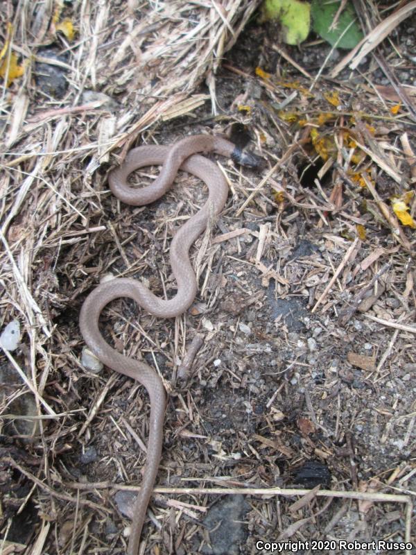 Southeastern Crowned Snake (Tantilla coronata)