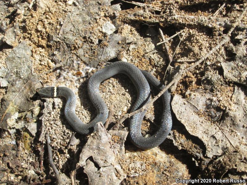 Northern Ring-necked Snake (Diadophis punctatus edwardsii)