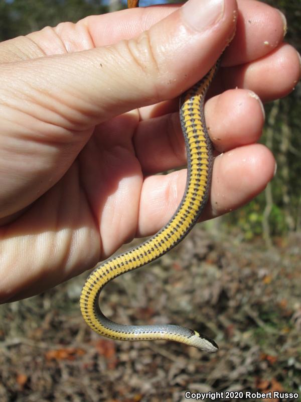 Northern Ring-necked Snake (Diadophis punctatus edwardsii)