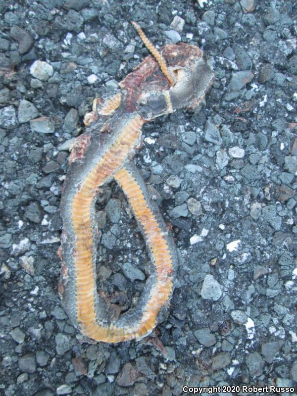 Northern Ring-necked Snake (Diadophis punctatus edwardsii)