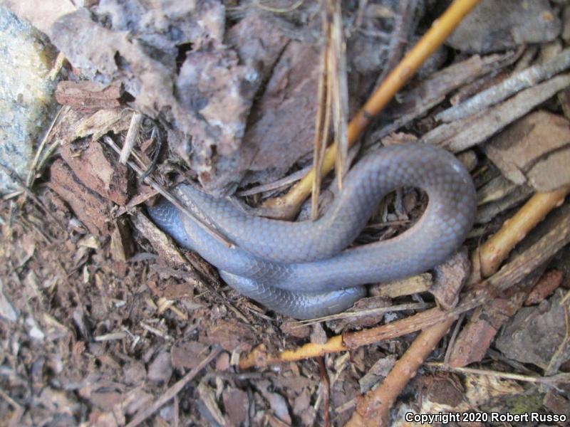 Eastern Wormsnake (Carphophis amoenus amoenus)