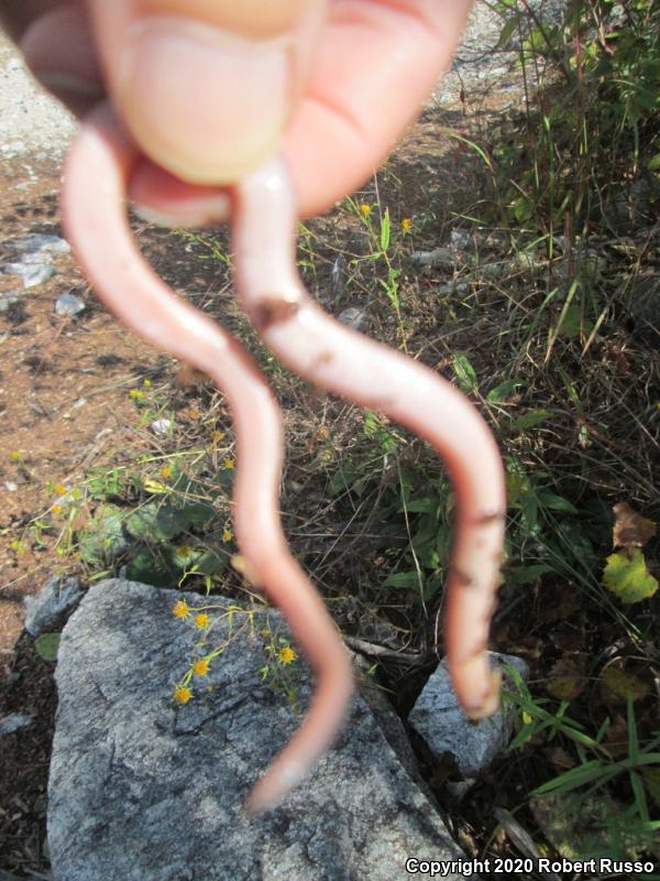 Eastern Wormsnake (Carphophis amoenus amoenus)