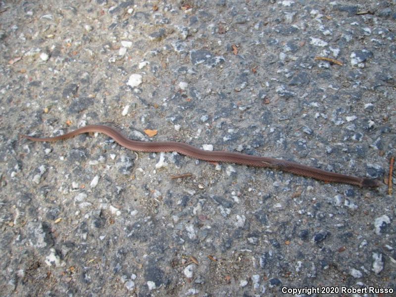 Northern Red-bellied Snake (Storeria occipitomaculata occipitomaculata)