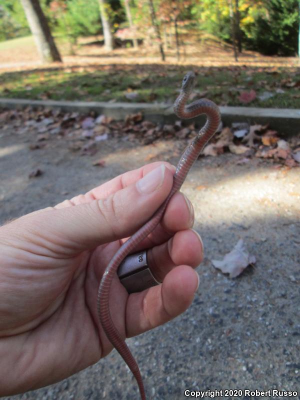 Northern Red-bellied Snake (Storeria occipitomaculata occipitomaculata)