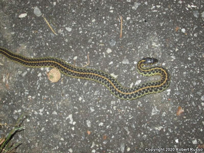 Eastern Gartersnake (Thamnophis sirtalis sirtalis)