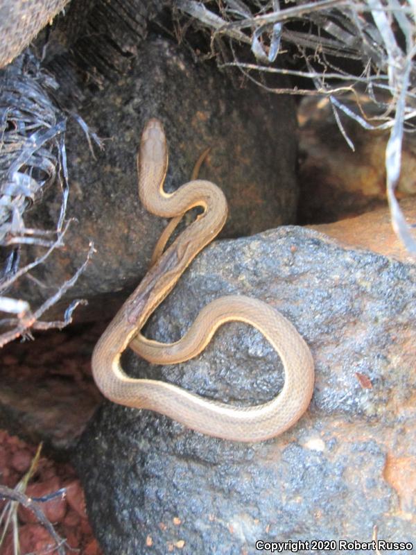 Queensnake (Regina septemvittata)