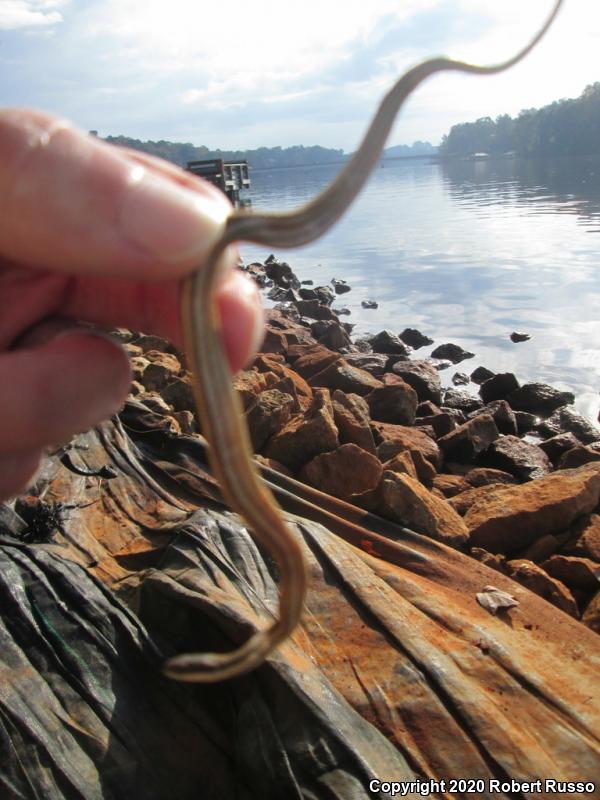 Queensnake (Regina septemvittata)