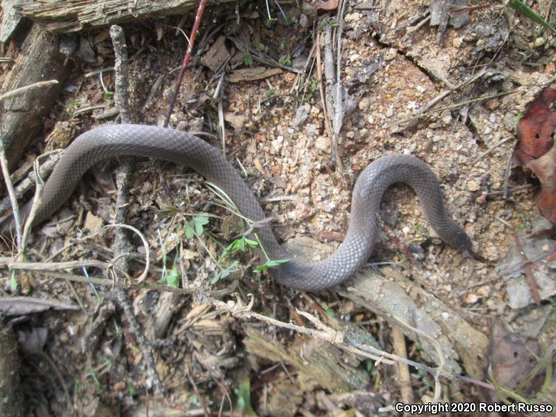 Smooth Earthsnake (Virginia valeriae)