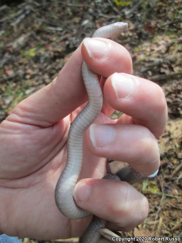 Smooth Earthsnake (Virginia valeriae)