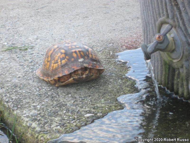 Eastern Box Turtle (Terrapene carolina carolina)