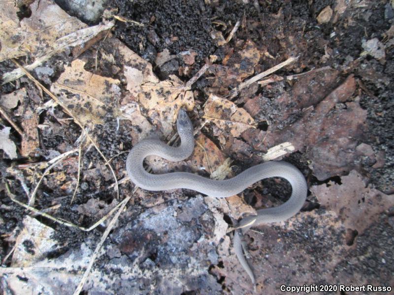 Smooth Earthsnake (Virginia valeriae)