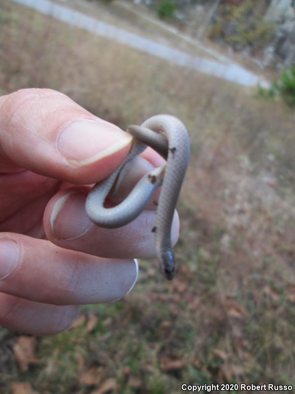 Smooth Earthsnake (Virginia valeriae)