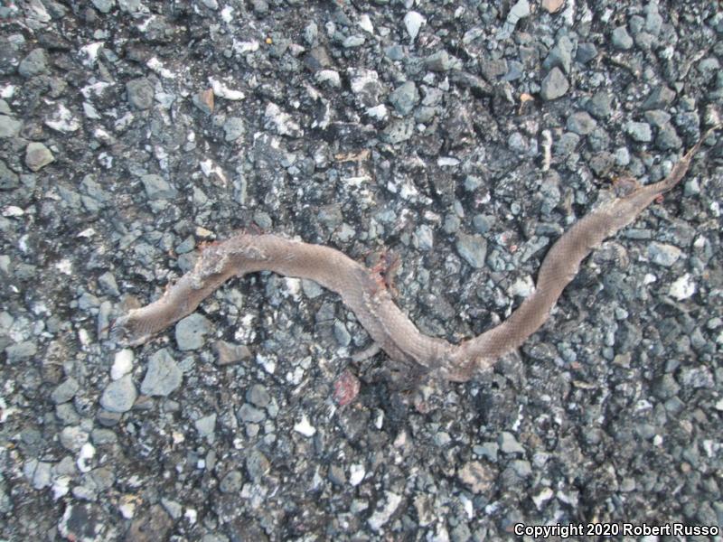 Smooth Earthsnake (Virginia valeriae)