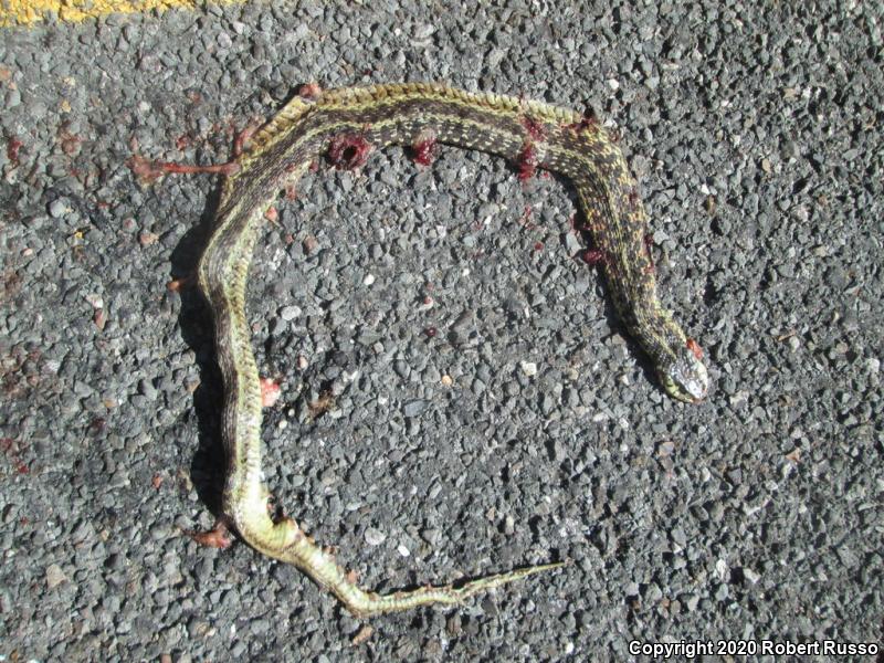 Eastern Gartersnake (Thamnophis sirtalis sirtalis)