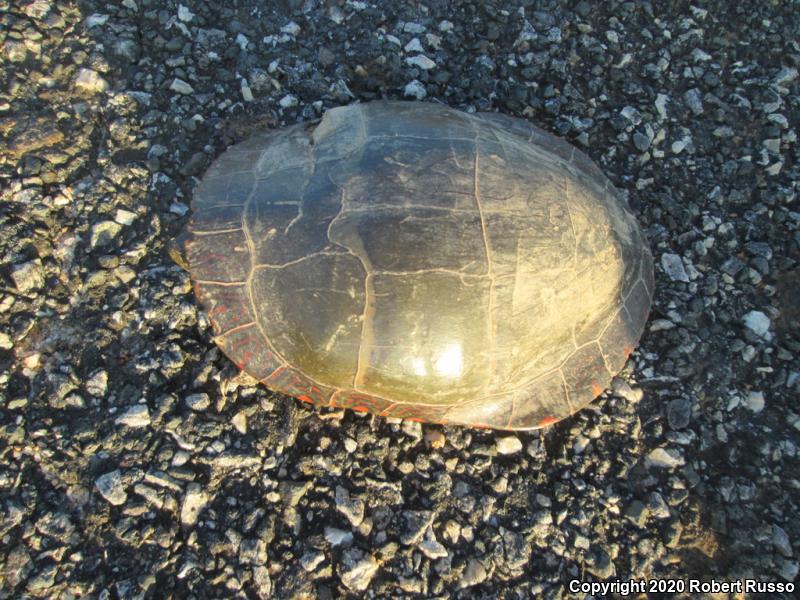 Eastern Painted Turtle (Chrysemys picta picta)