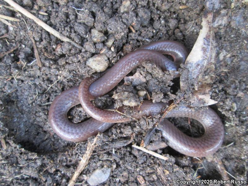 Eastern Wormsnake (Carphophis amoenus amoenus)