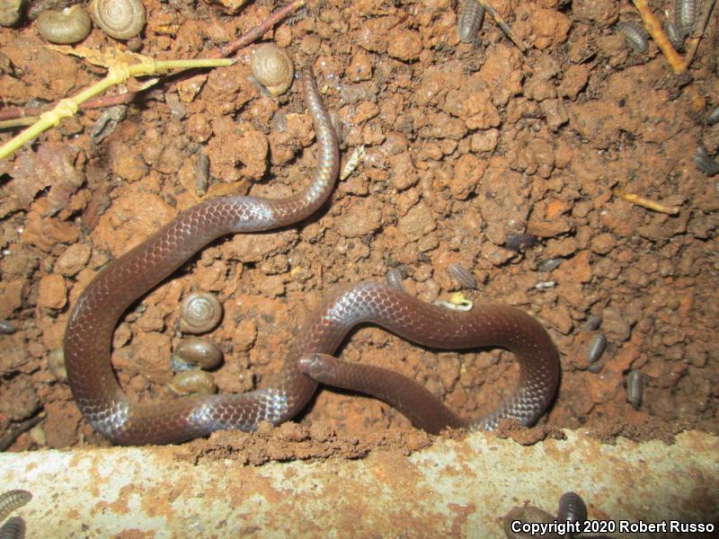 Eastern Wormsnake (Carphophis amoenus amoenus)