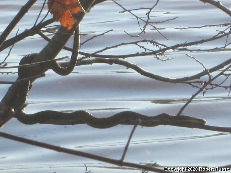 Queensnake (Regina septemvittata)