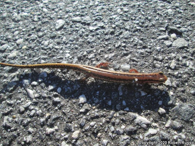 Three-lined Salamander (Eurycea guttolineata)