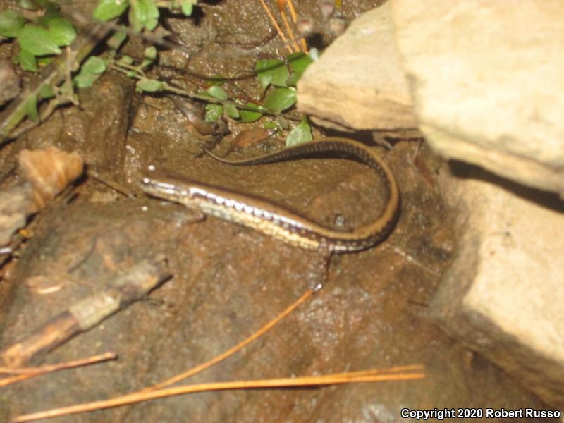 Three-lined Salamander (Eurycea guttolineata)