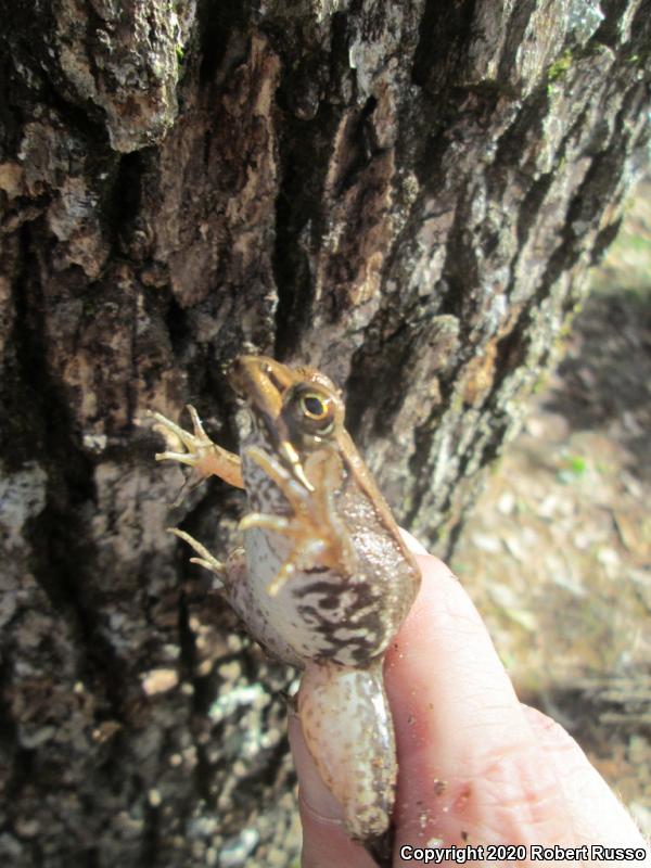 Green Frog (Lithobates clamitans)