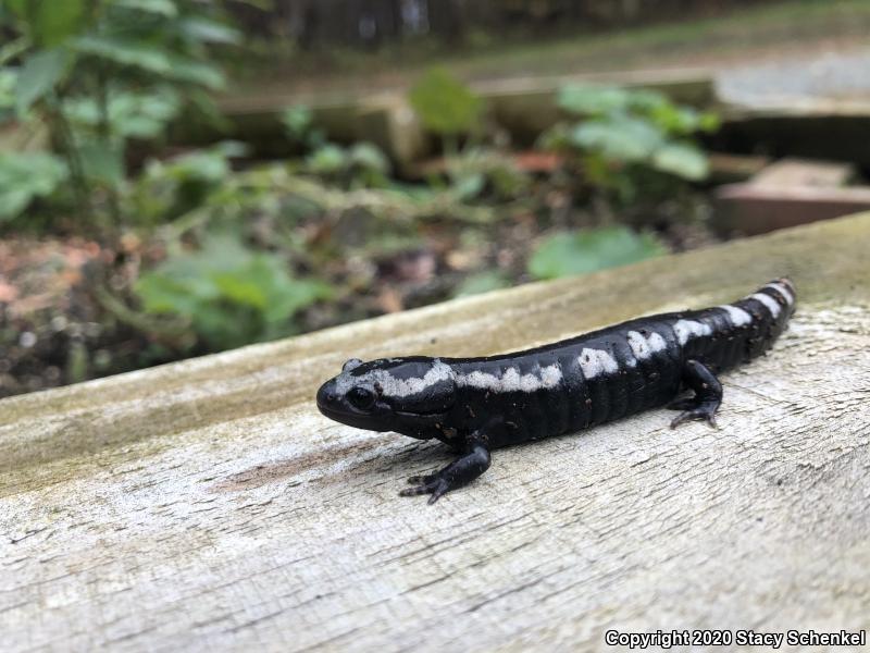 Marbled Salamander (Ambystoma opacum)