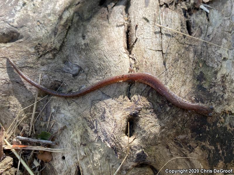 Garden Slender Salamander (Batrachoseps major)