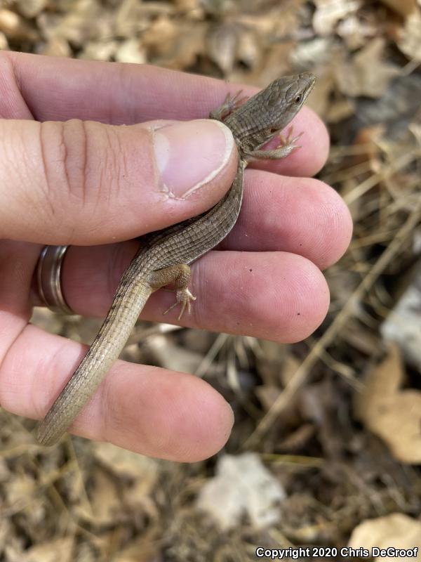 San Diego Alligator Lizard (Elgaria multicarinata webbii)