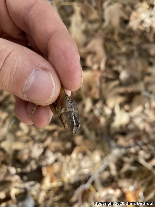 Baja California Treefrog (Pseudacris hypochondriaca)