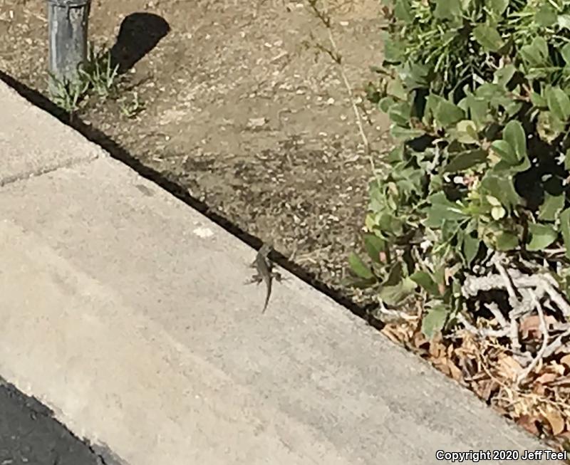 Great Basin Fence Lizard (Sceloporus occidentalis longipes)