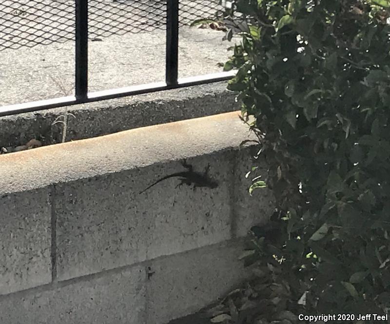 Great Basin Fence Lizard (Sceloporus occidentalis longipes)