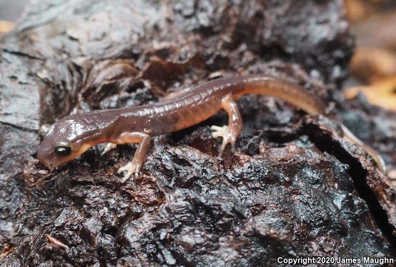 Yellow-eyed Ensatina (Ensatina eschscholtzii xanthoptica)