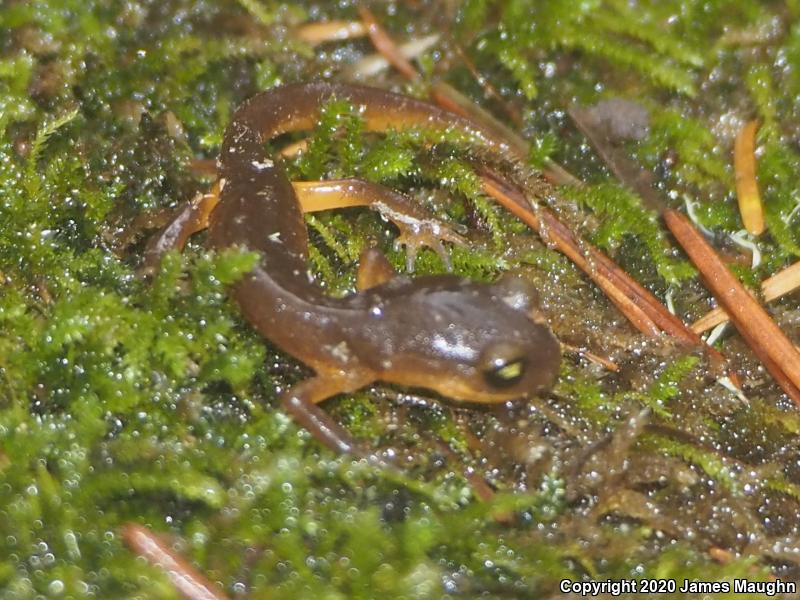 Yellow-eyed Ensatina (Ensatina eschscholtzii xanthoptica)