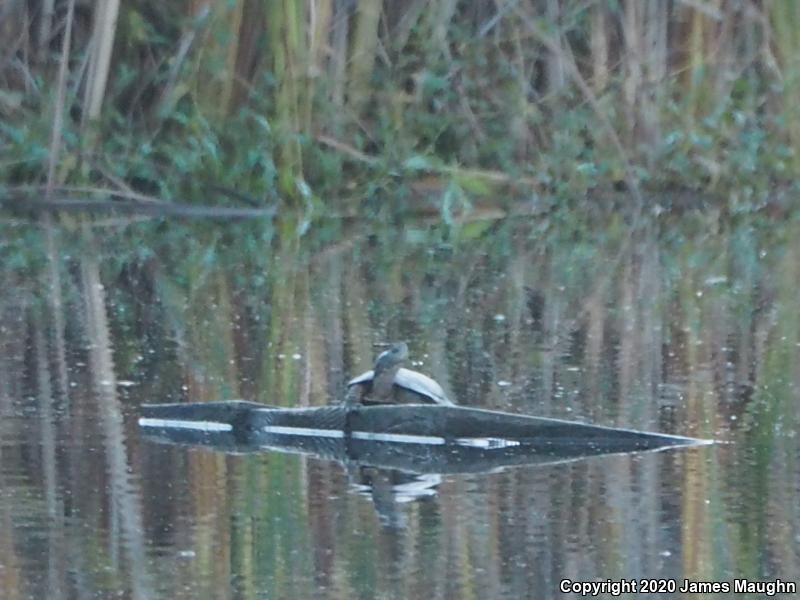 Western Pond Turtle (Actinemys marmorata)