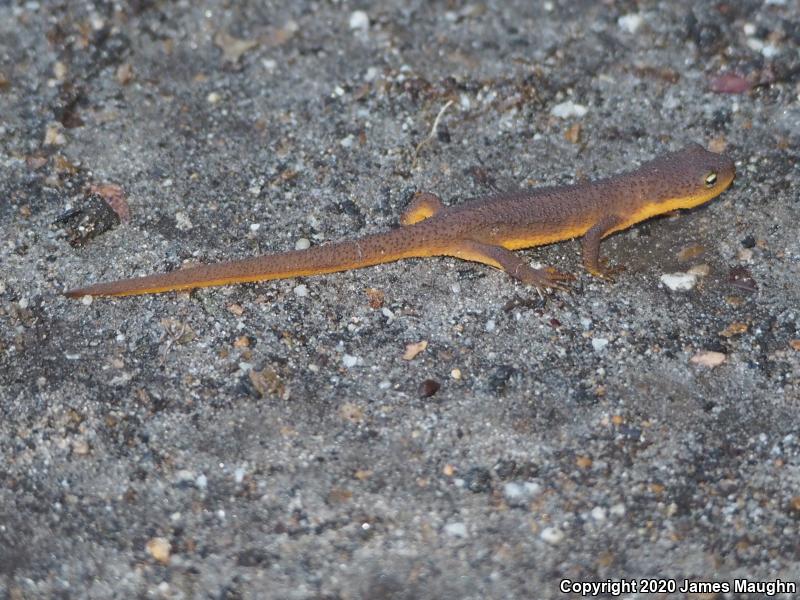 California Newt (Taricha torosa)