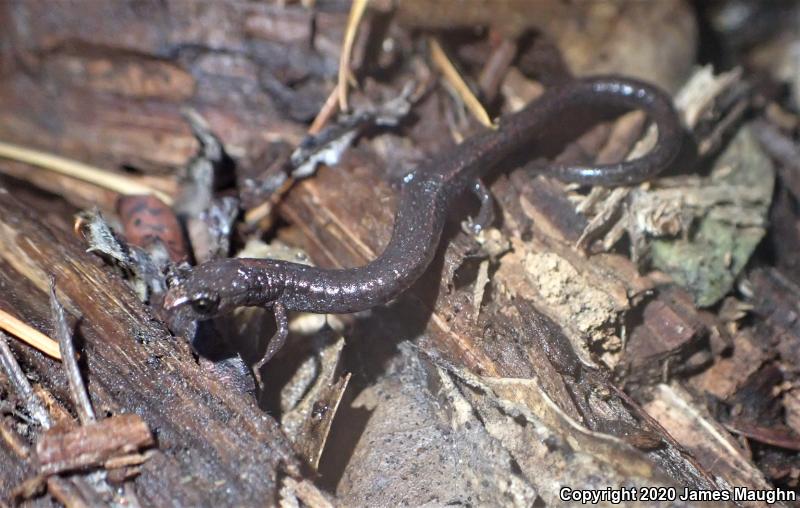 California Slender Salamander (Batrachoseps attenuatus)