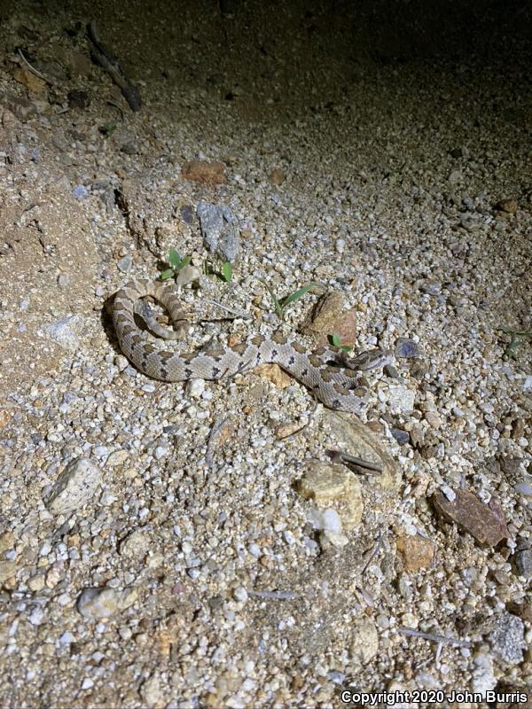 Lower California Rattlesnake (Crotalus enyo enyo)