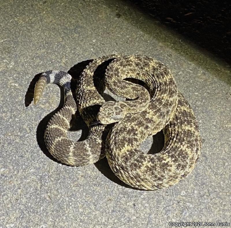 Speckled Rattlesnake (Crotalus mitchellii)